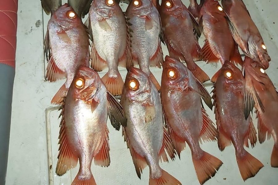 Group Deep Sea Fishing  (Hamour)