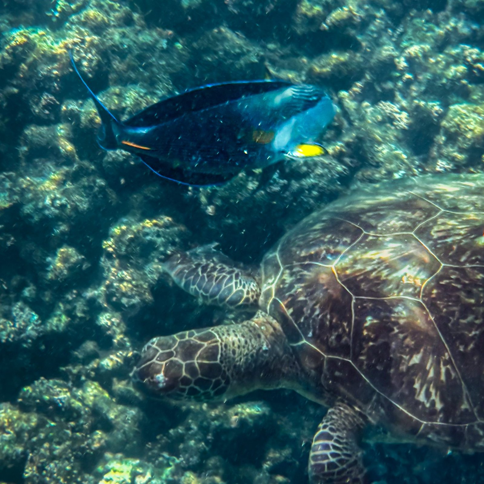 Al Dimaniyat Island – Private Trip (Half Day)