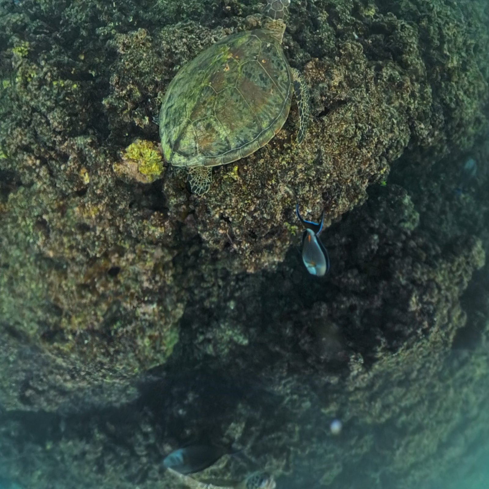 Al Dimaniyat Island – Private Trip (Half Day)