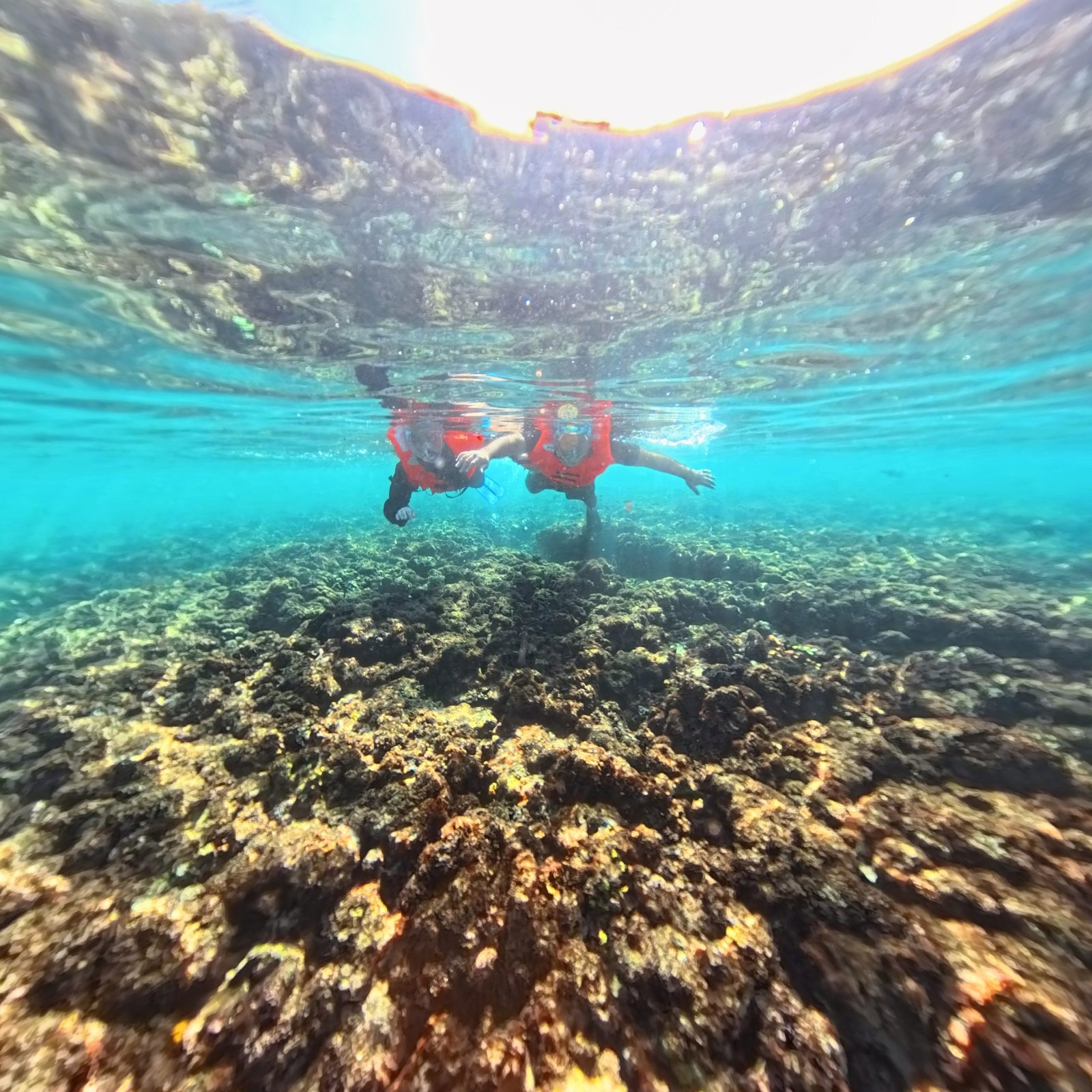 Al Dimaniyat Island – Private Trip (Half Day)