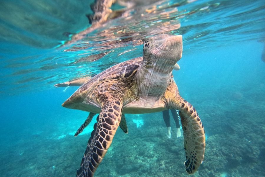 Al Dimaniyat Island – Private Trip (Full Day)